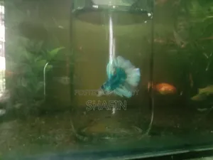 Betta Fish Blue and White