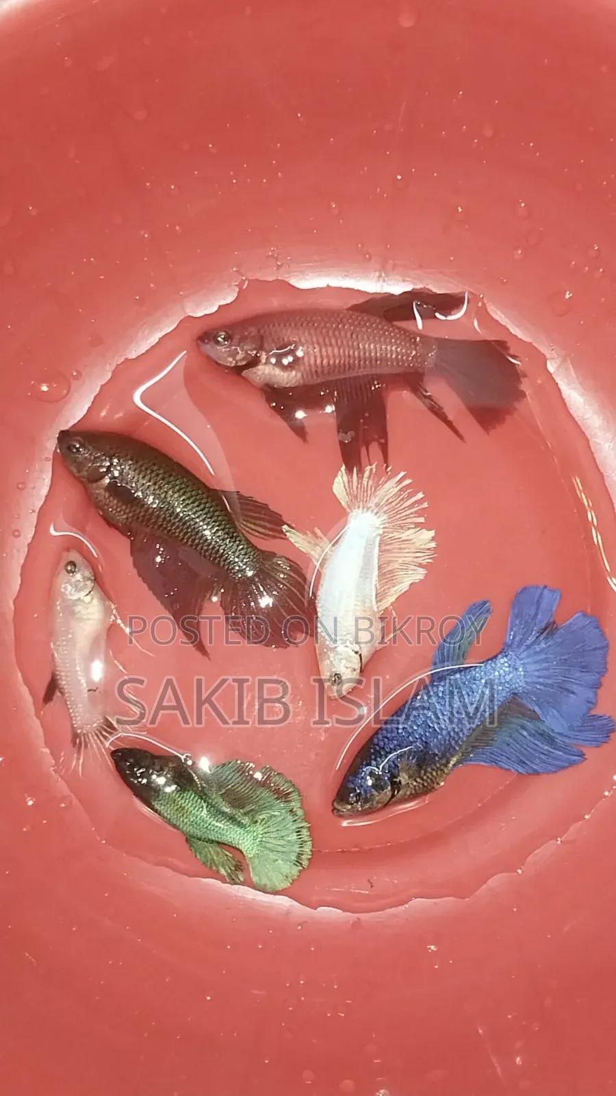 ফিমেল বেট্টা ব্রিডিং সাইজ