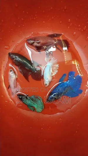 ফিমেল বেট্টা ব্রিডিং সাইজ