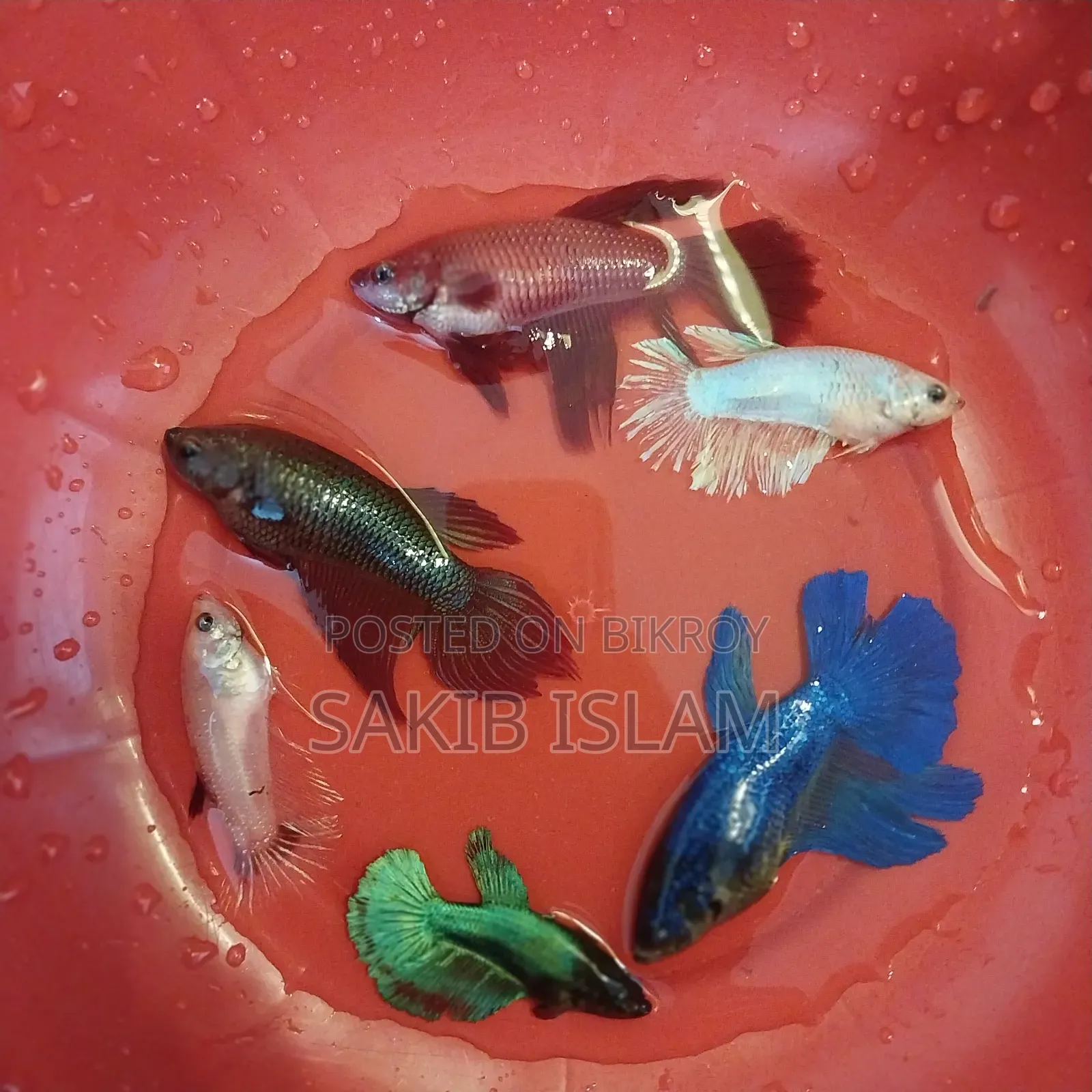 ফিমেল বেট্টা ব্রিডিং সাইজ