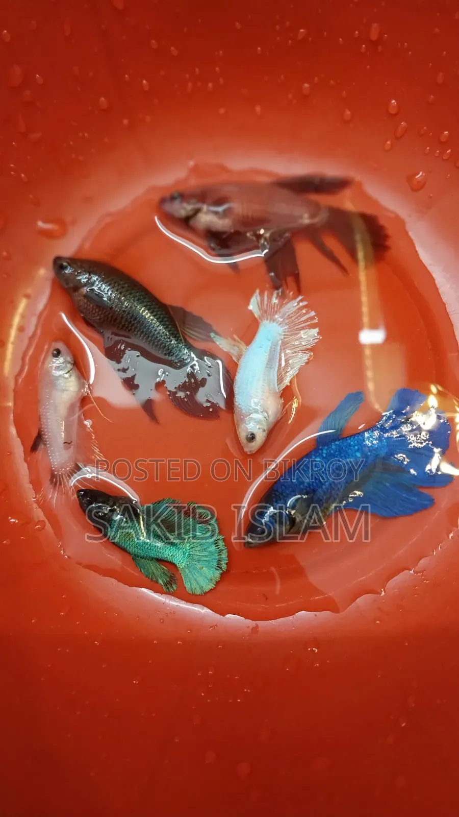 ফিমেল বেট্টা ব্রিডিং সাইজ