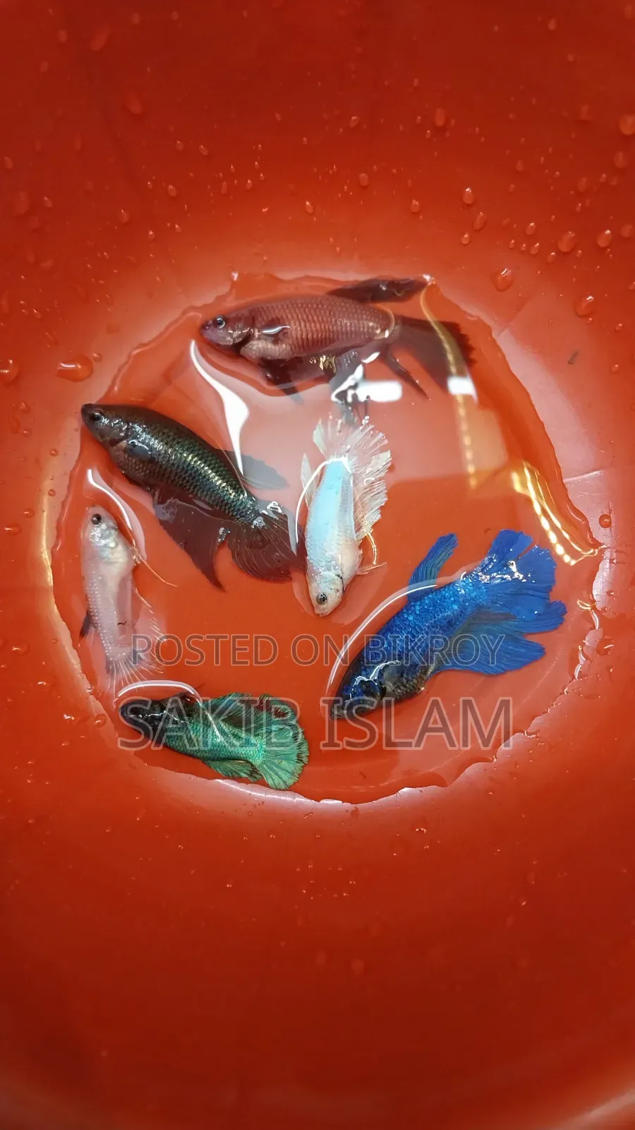 ফিমেল বেট্টা ব্রিডিং সাইজ