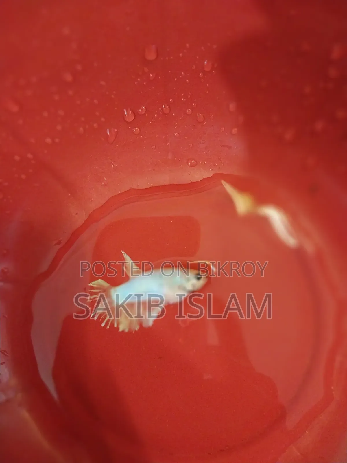 ফিমেল বেট্টা ব্রিডিং সাইজ