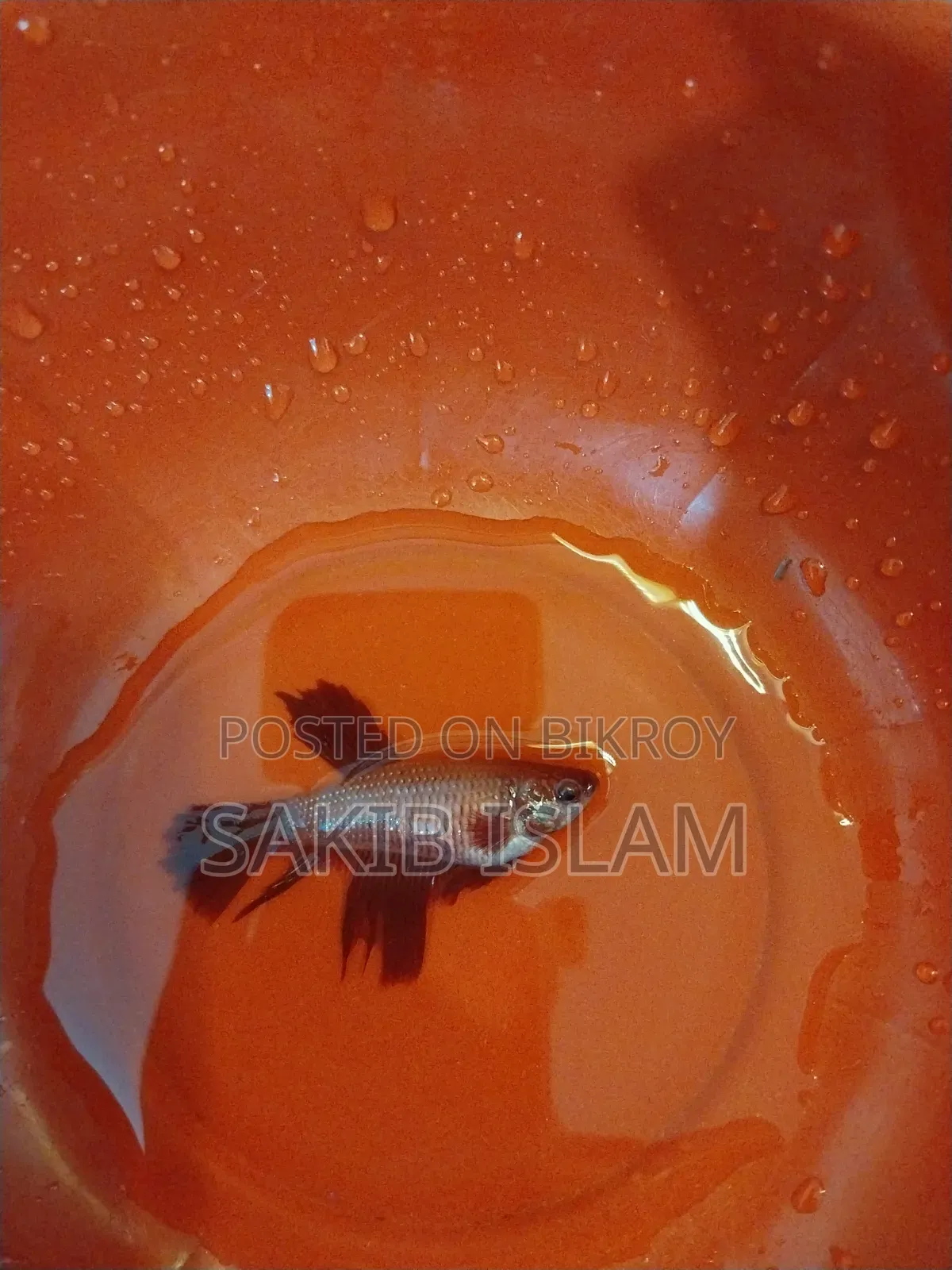 ফিমেল বেট্টা ব্রিডিং সাইজ