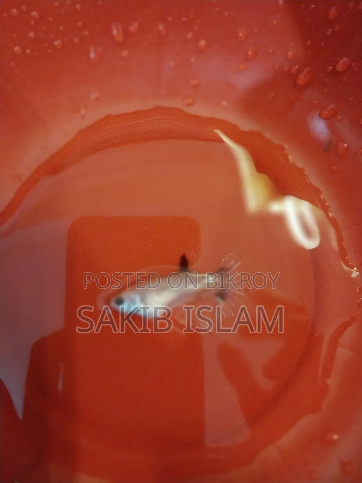 ফিমেল বেট্টা ব্রিডিং সাইজ