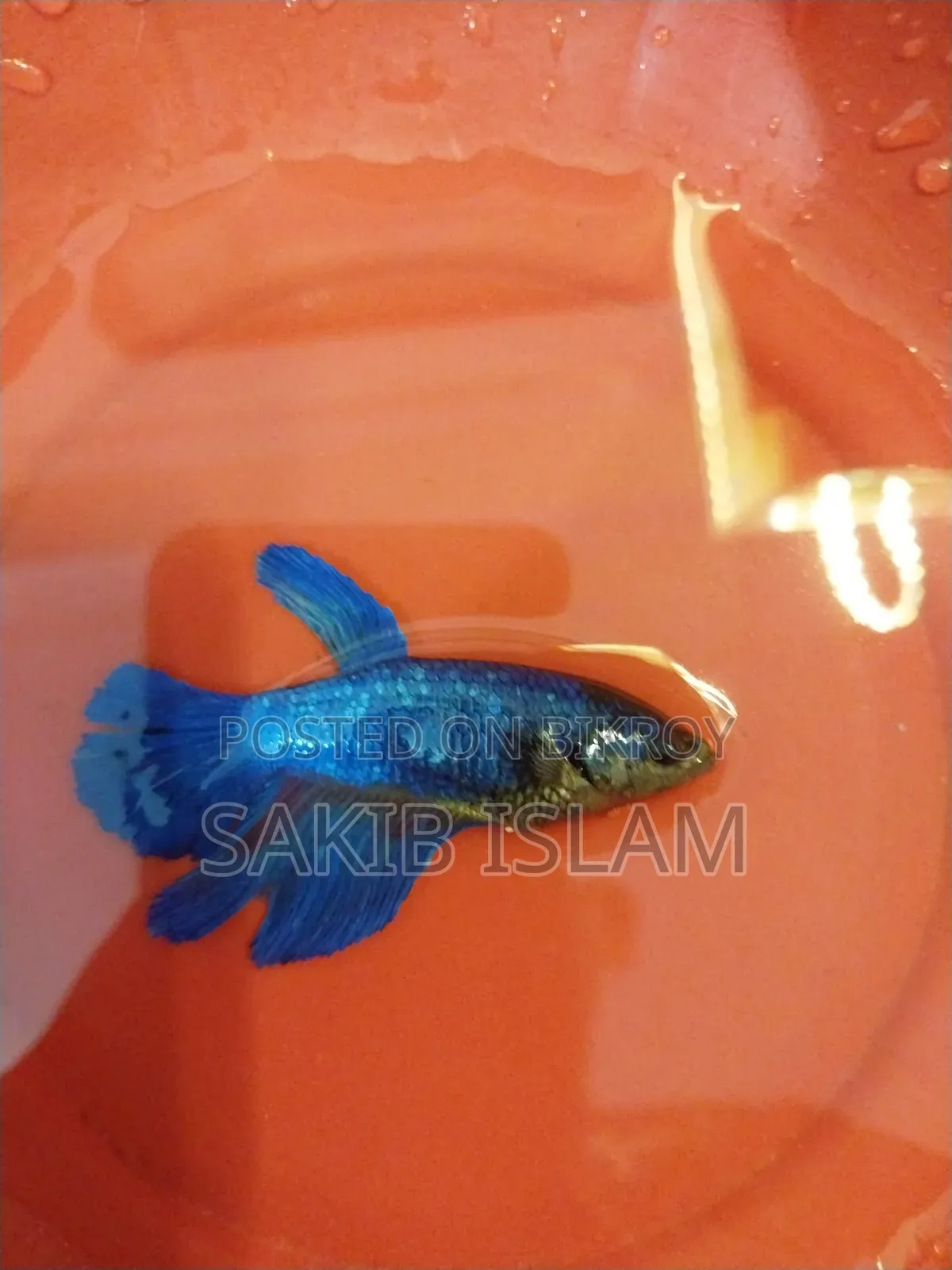 ফিমেল বেট্টা ব্রিডিং সাইজ
