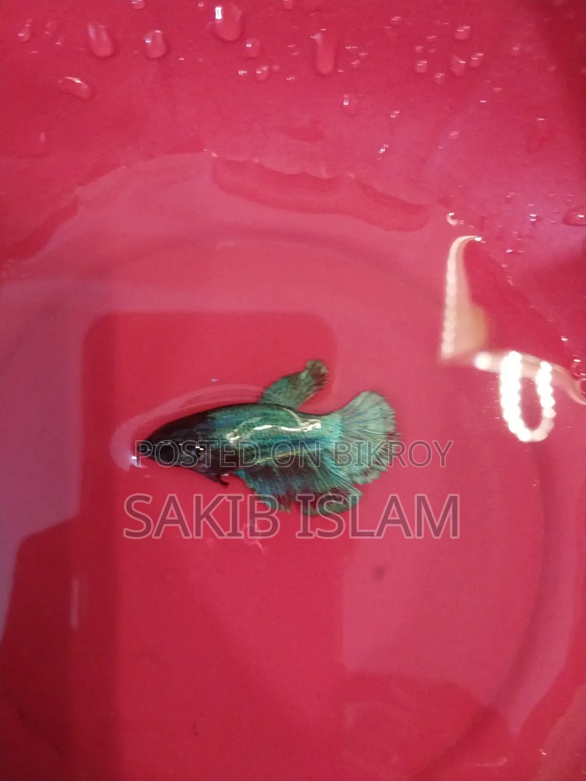 ফিমেল বেট্টা ব্রিডিং সাইজ