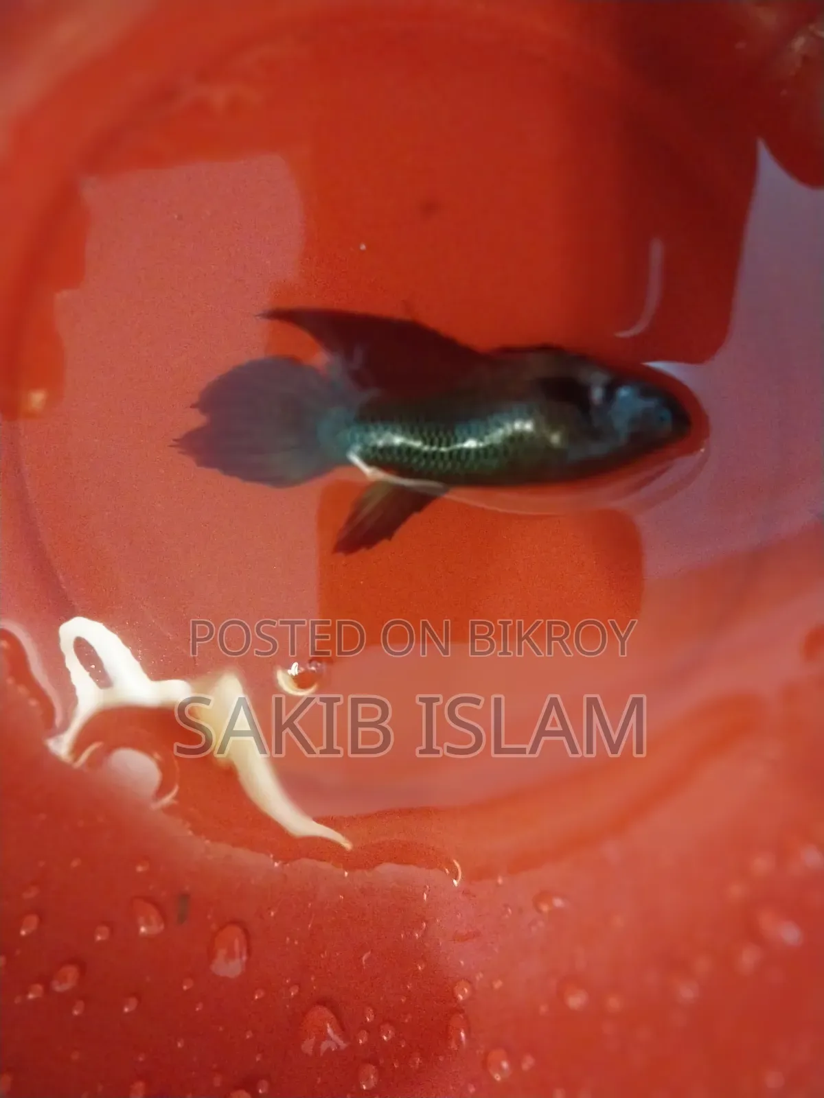 ফিমেল বেট্টা ব্রিডিং সাইজ