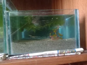 Aquarium for Betta