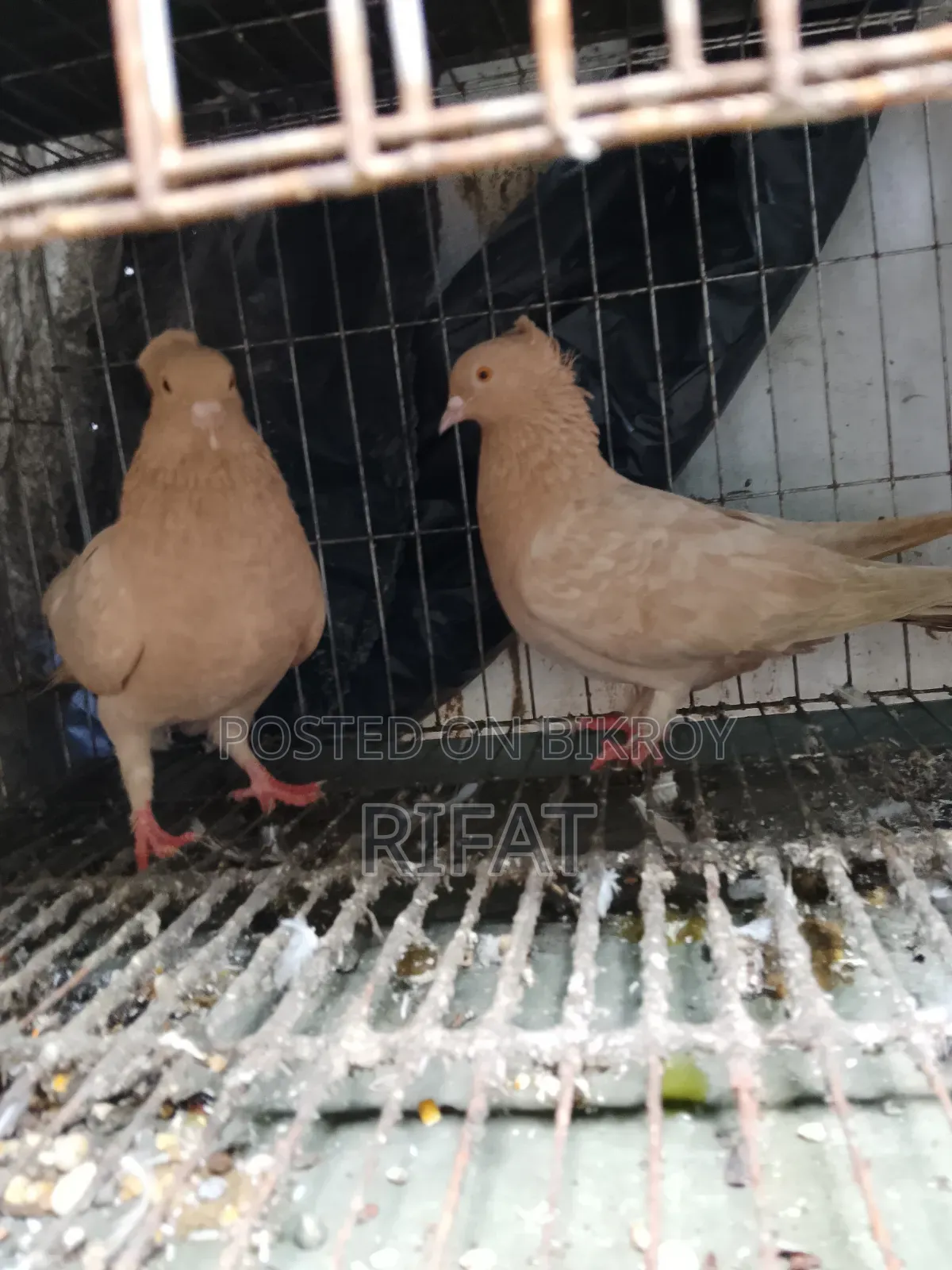Balo Maner Kobotr Dim Bacca Kora Ase Nite Chaile Coll Koron Bah Inbox