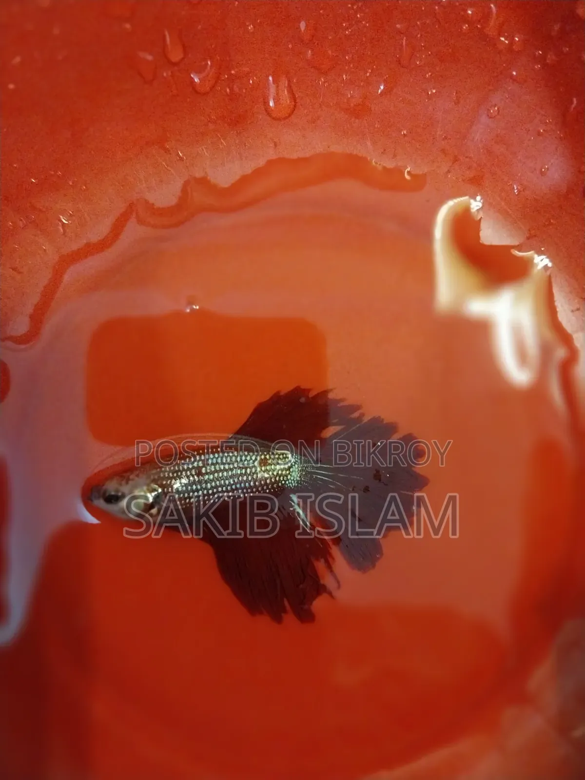 মেইল বেটা ফিশ