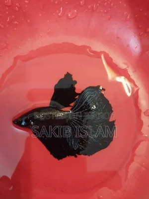 মেইল বেটা ফিশ