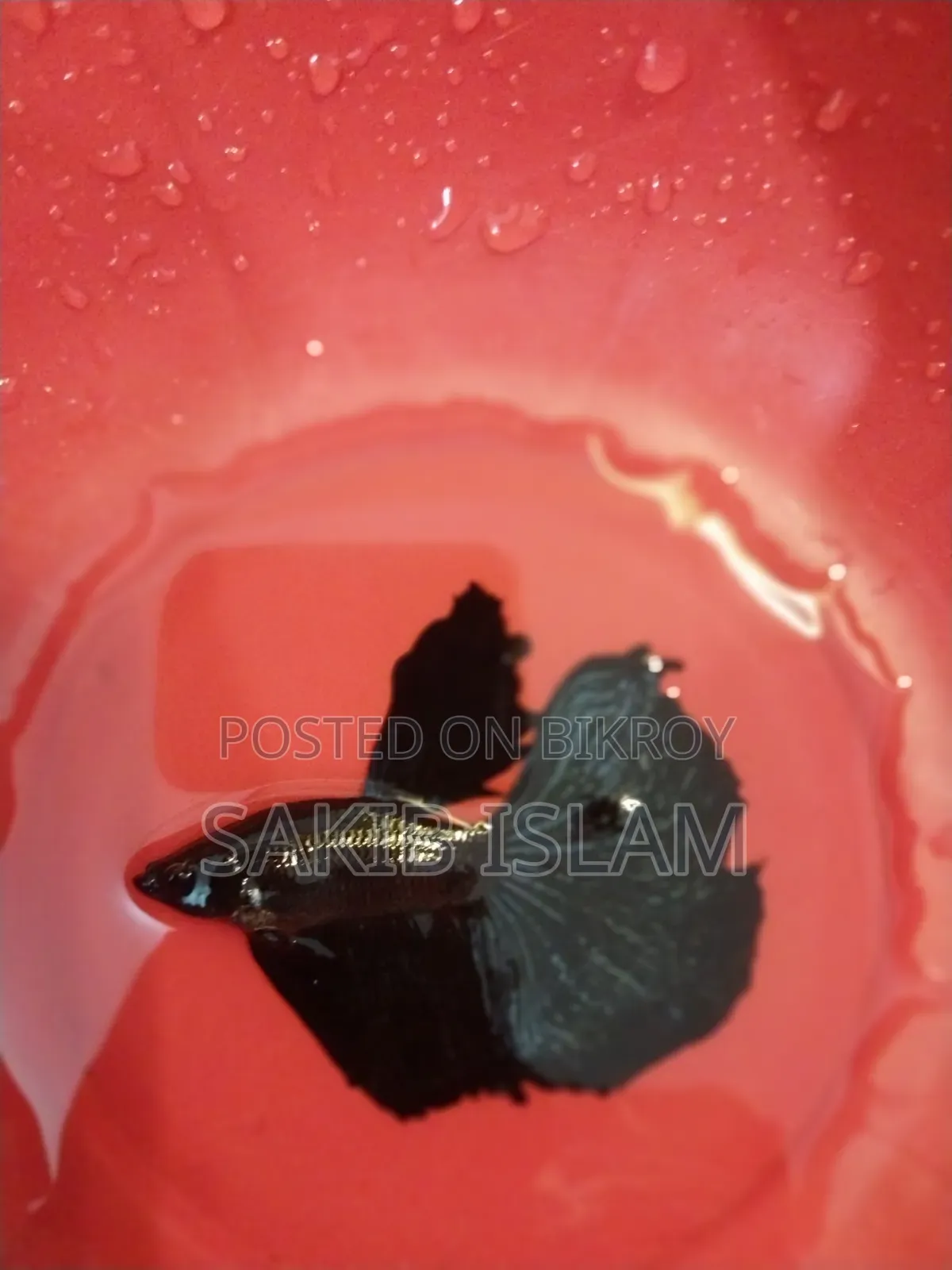 মেইল বেটা ফিশ