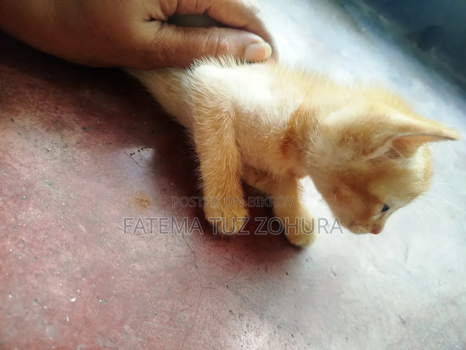 0-1 Month Male Mixed Breed British Shorthair
