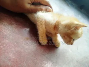 0-1 Month Male Mixed Breed British Shorthair
