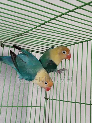 টারকুইশ পার ব্লু অপালাইন ব্রিডিং পেয়ার