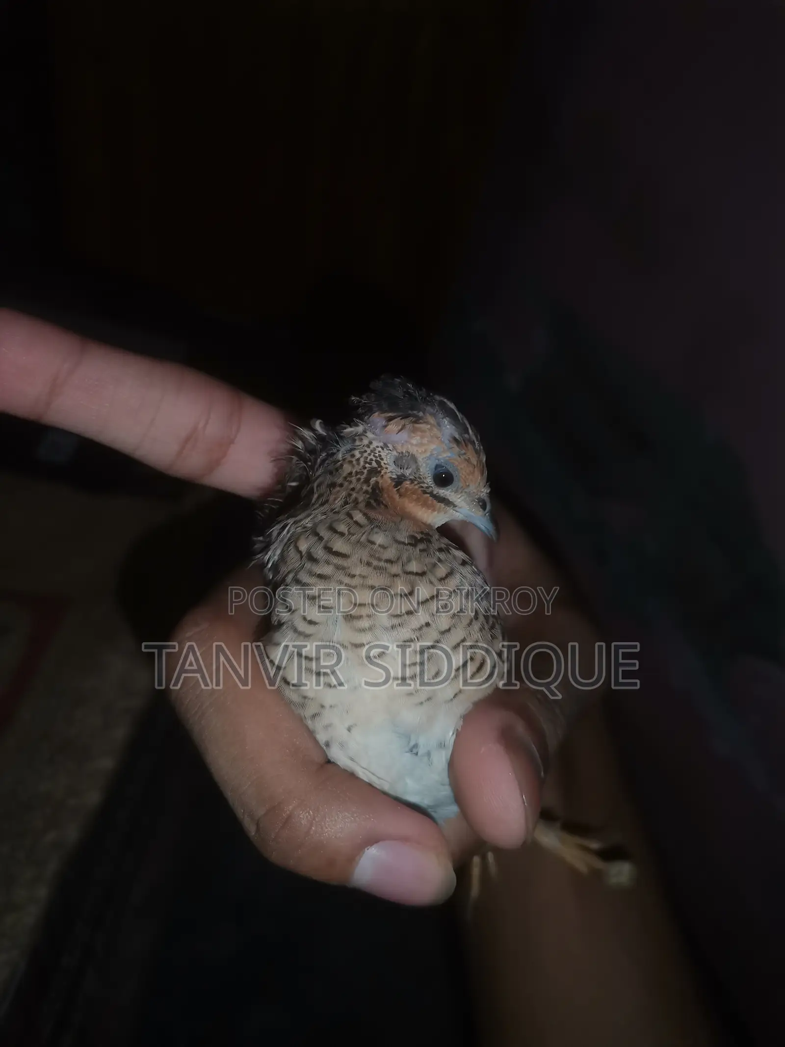 Adult King Quail