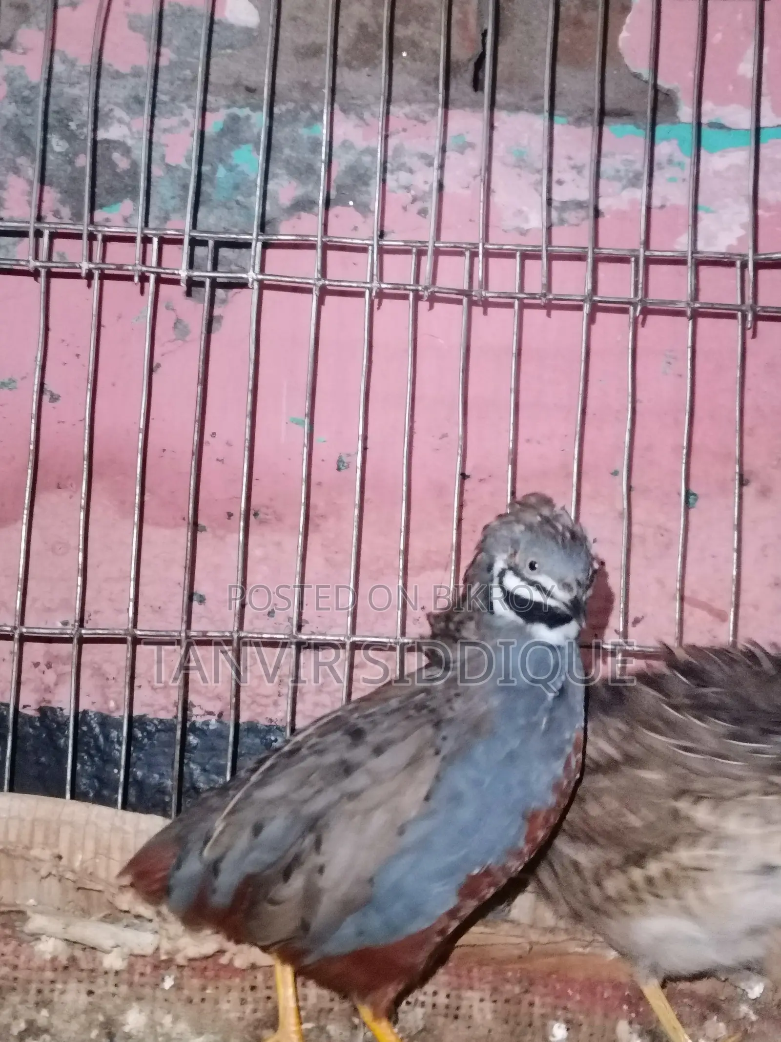 Adult King Quail