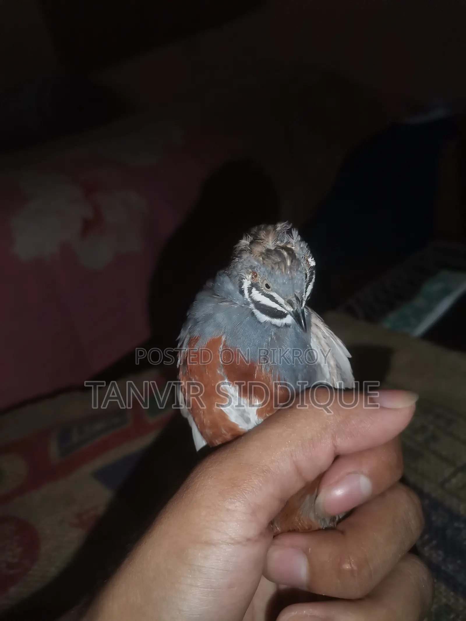Adult King Quail
