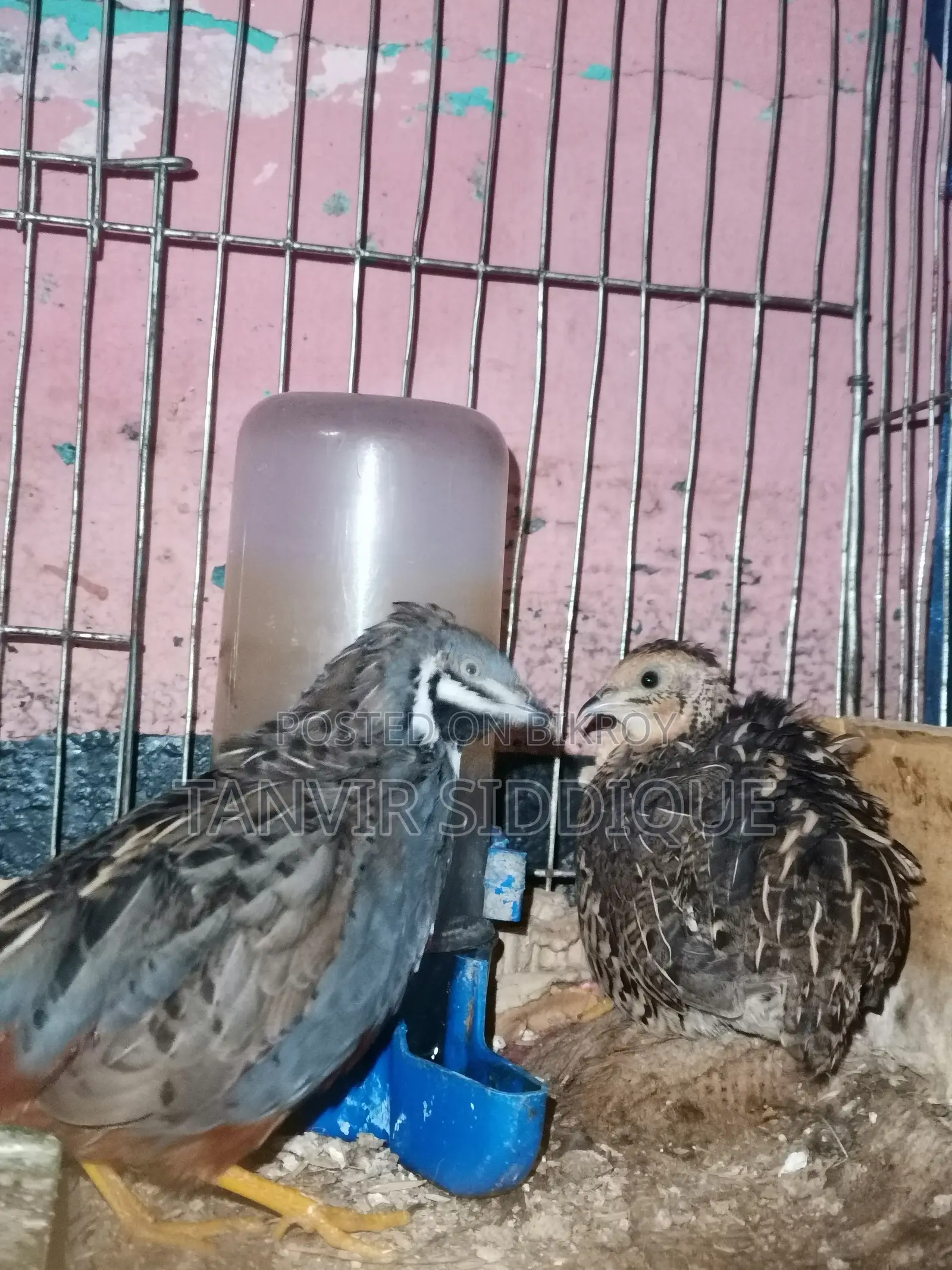 Adult King Quail