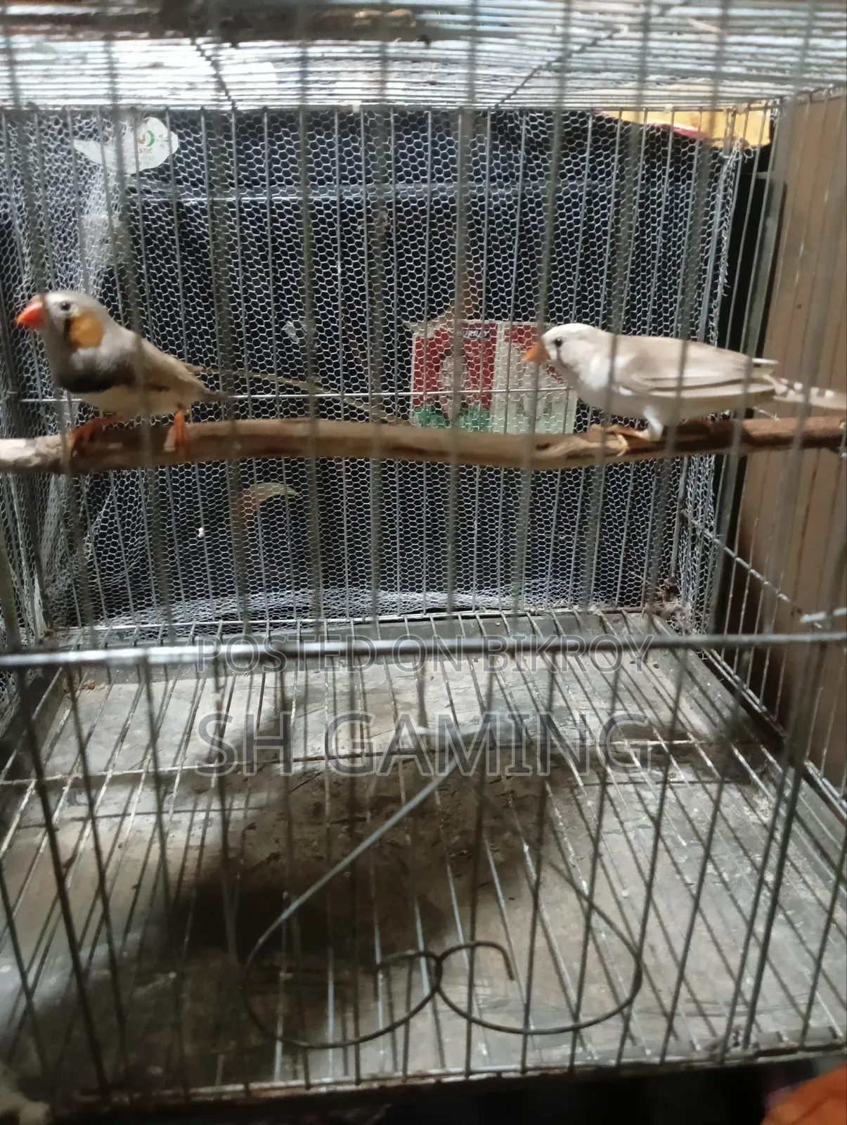 Running ফিঞ্চ সেল করা হবে।