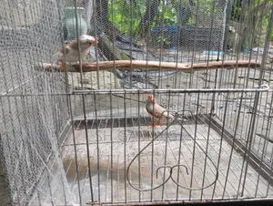 Running ফিঞ্চ সেল করা হবে।