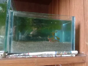 বেটা মাছের অ্যাকোয়ারিয়াম