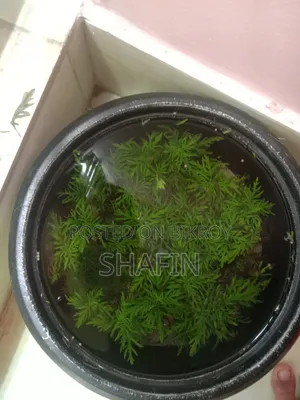 বেটা মাছের অ্যাকোয়ারিয়াম