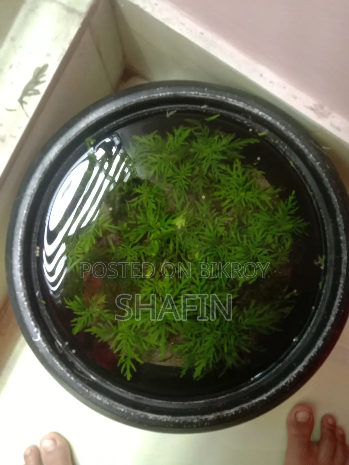 Aquarium Plant