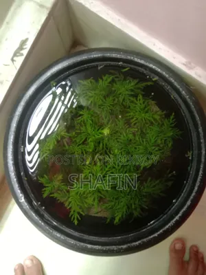 Aquarium Plant