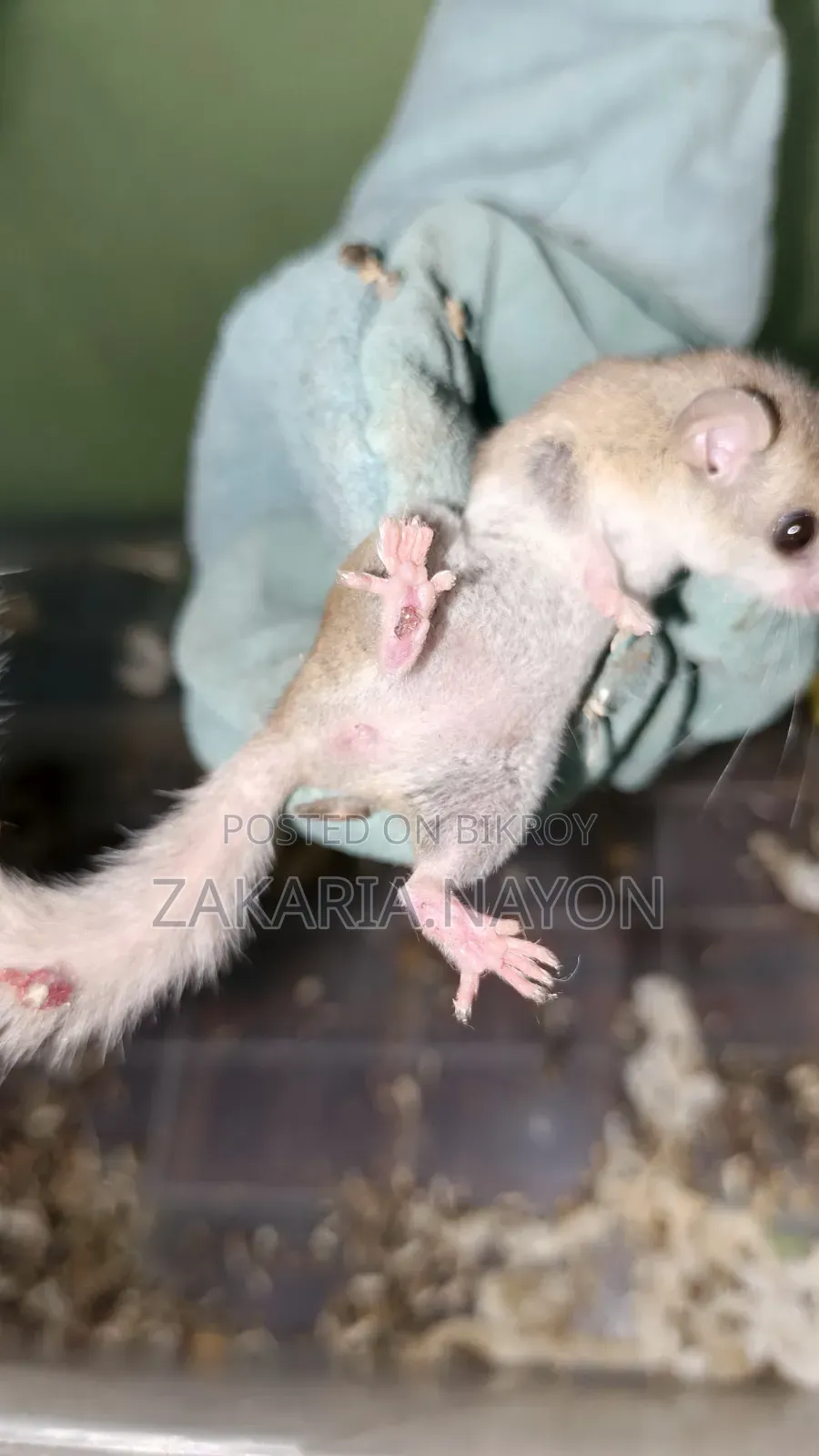 Micro Squirrel