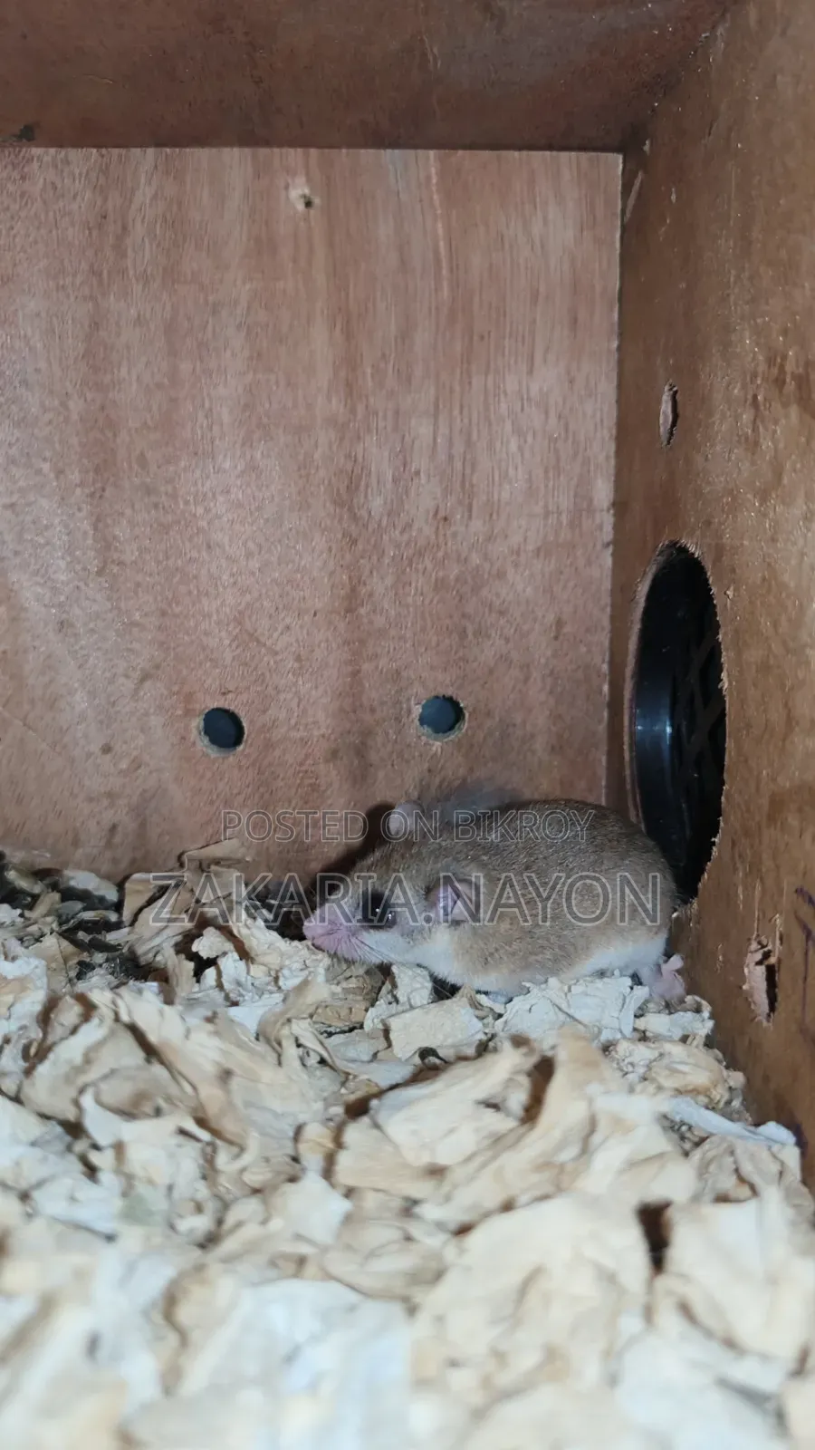 Micro Squirrel