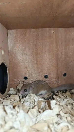 Micro Squirrel