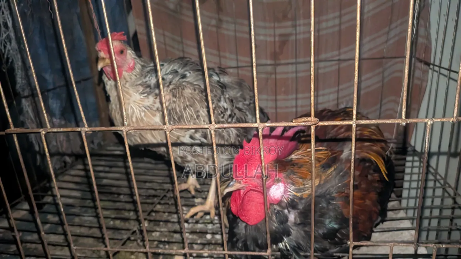 Home-reared Desi Chicken