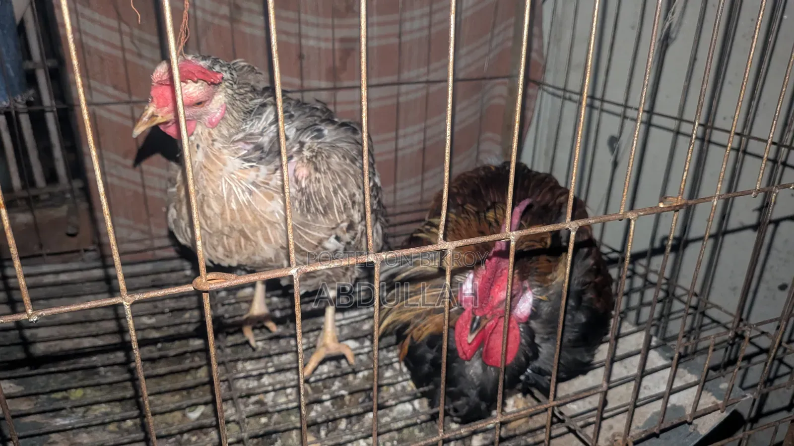 Home-reared Desi Chicken