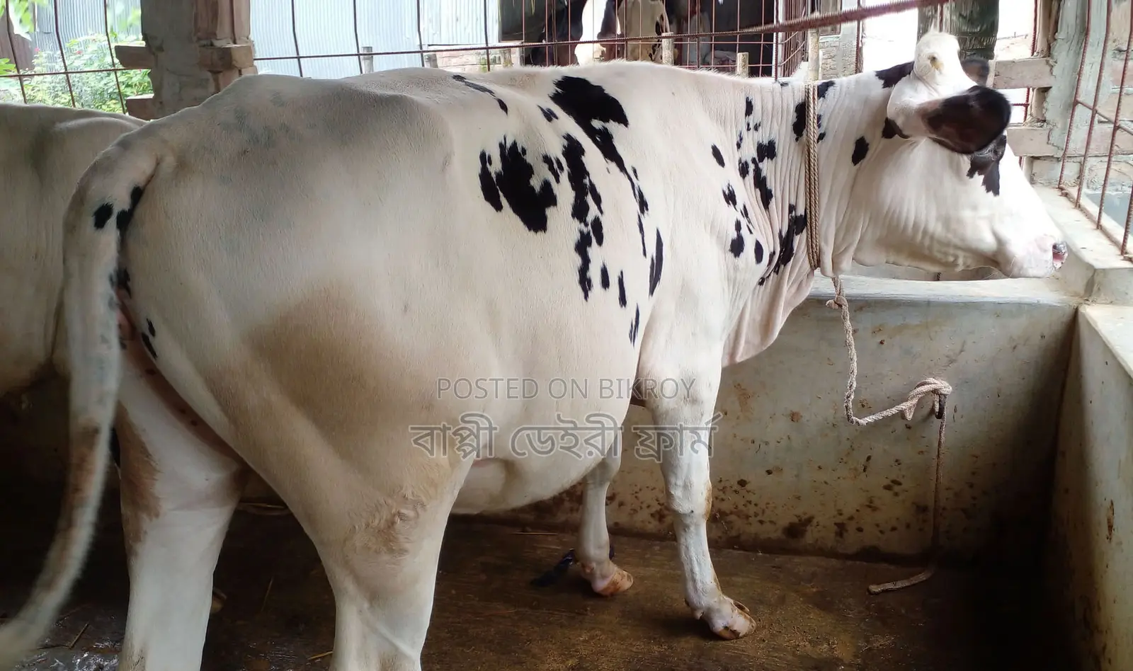No. 1513 Good Breed Heifer Calf.