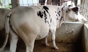 No. 1513 Good Breed Heifer Calf.