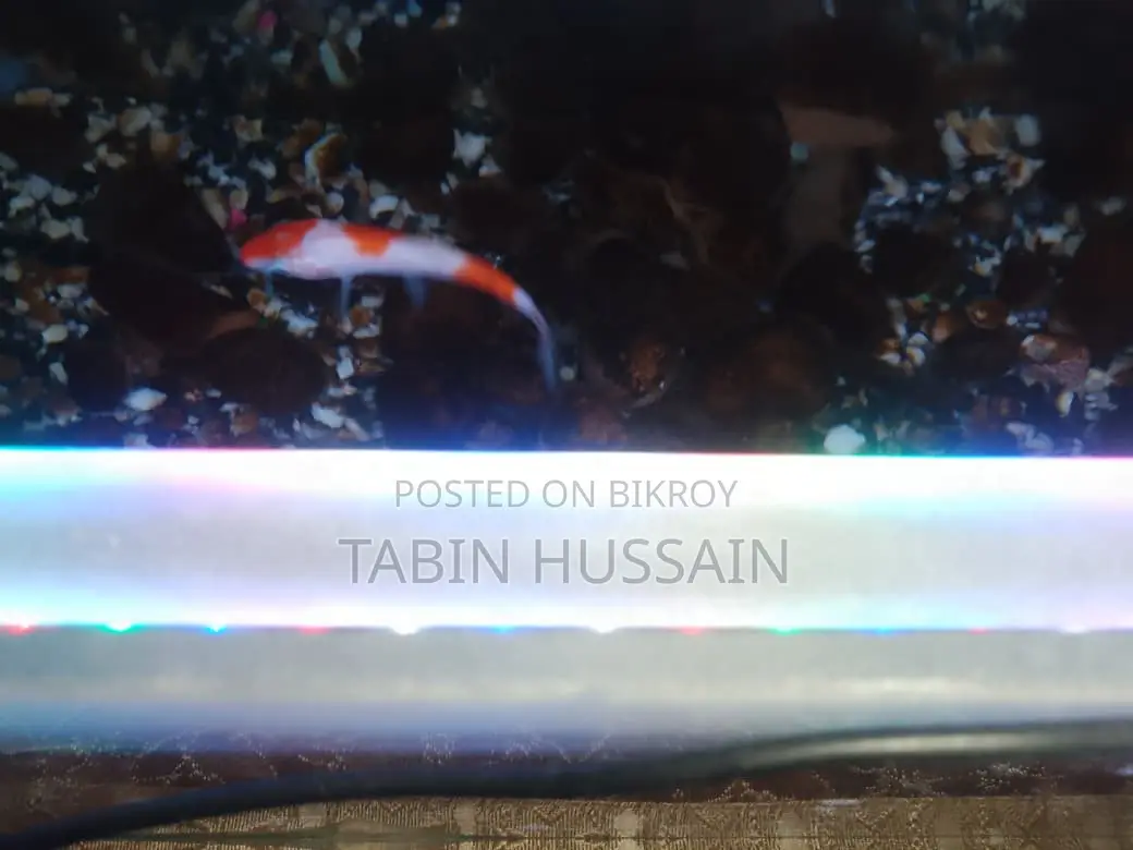Butterfly Koi Carp 3 Pis 150 (Gold and White and One Normal Koi Carp