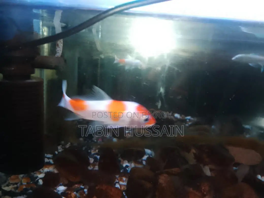 Butterfly Koi Carp 3 Pis 150 (Gold and White and One Normal Koi Carp
