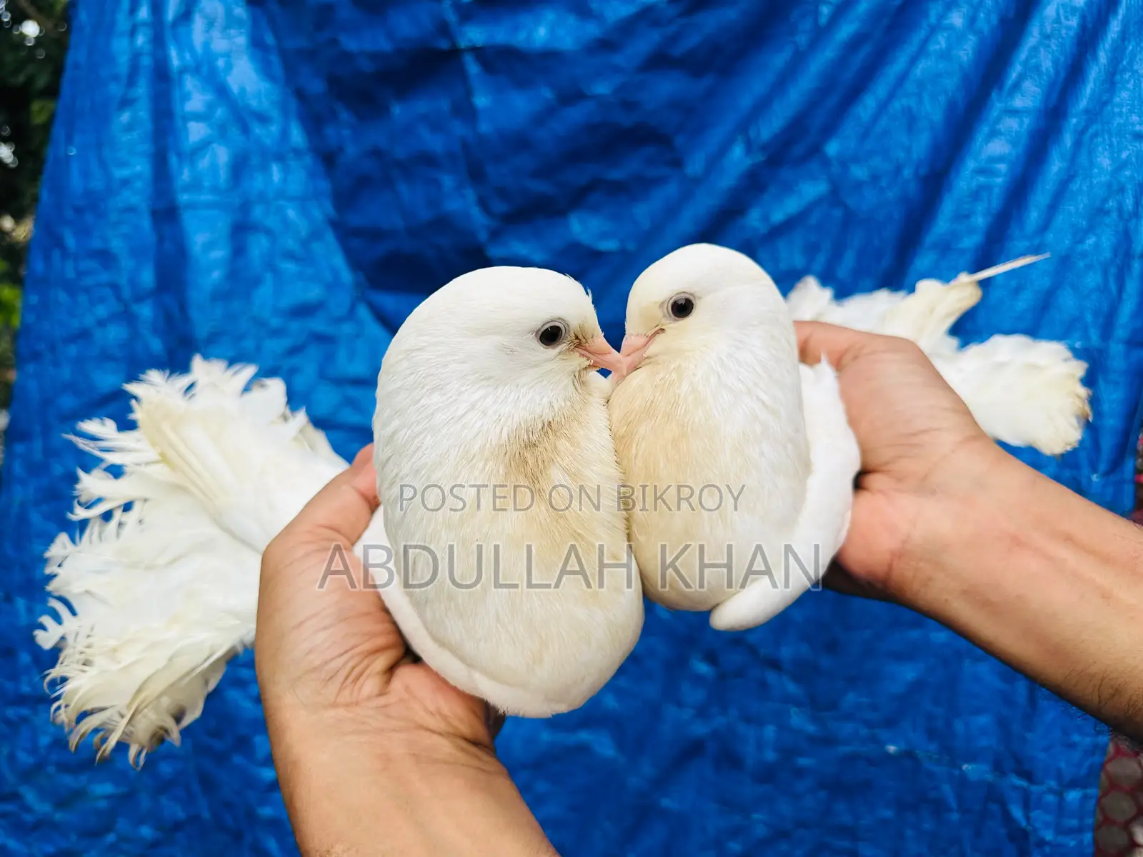 এক জোড়া লক্ষ্যা (স্প্রিং) বিগ সাইজ