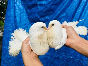 এক জোড়া লক্ষ্যা (স্প্রিং) বিগ সাইজ