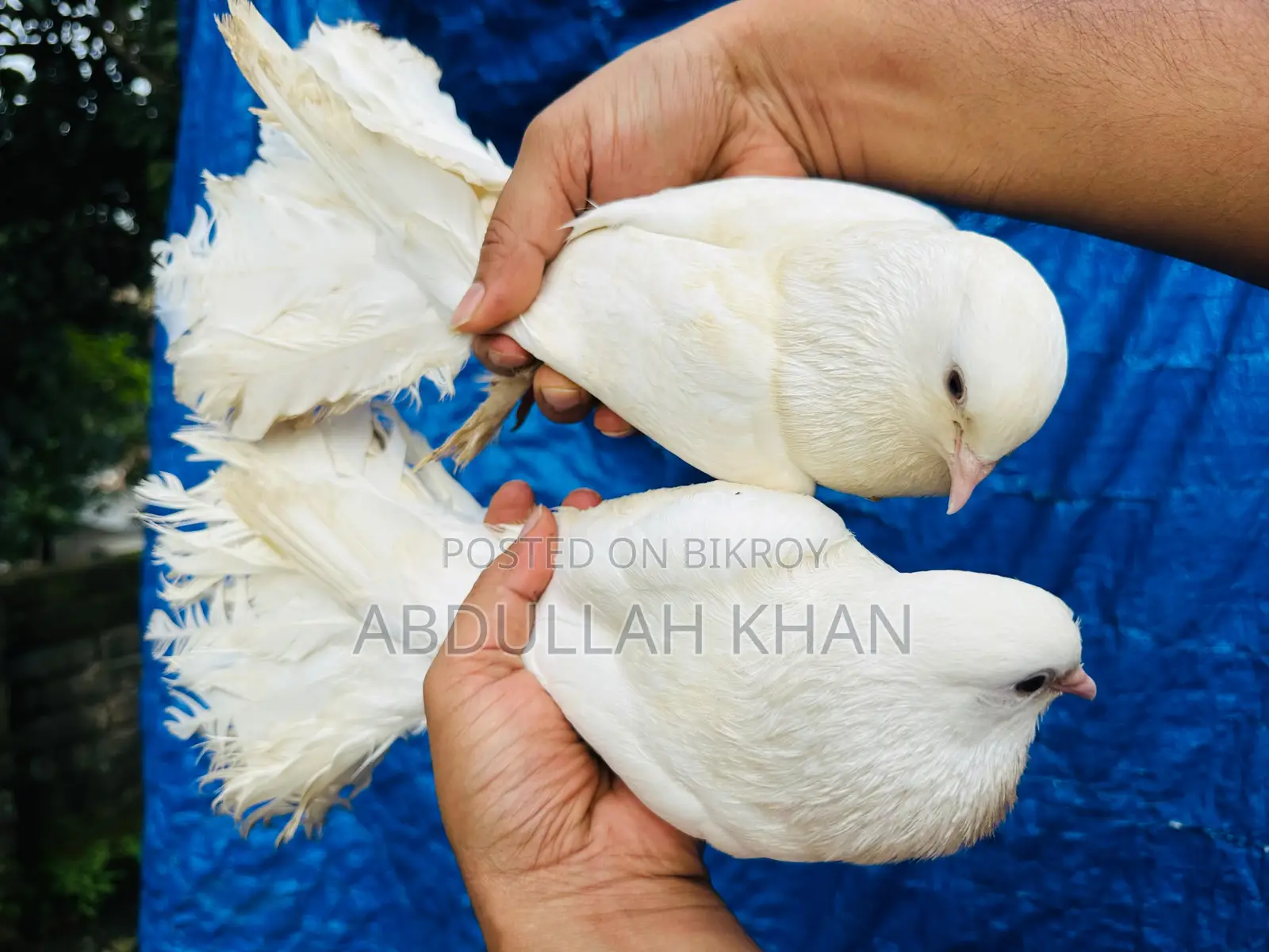এক জোড়া লক্ষ্যা (স্প্রিং) বিগ সাইজ