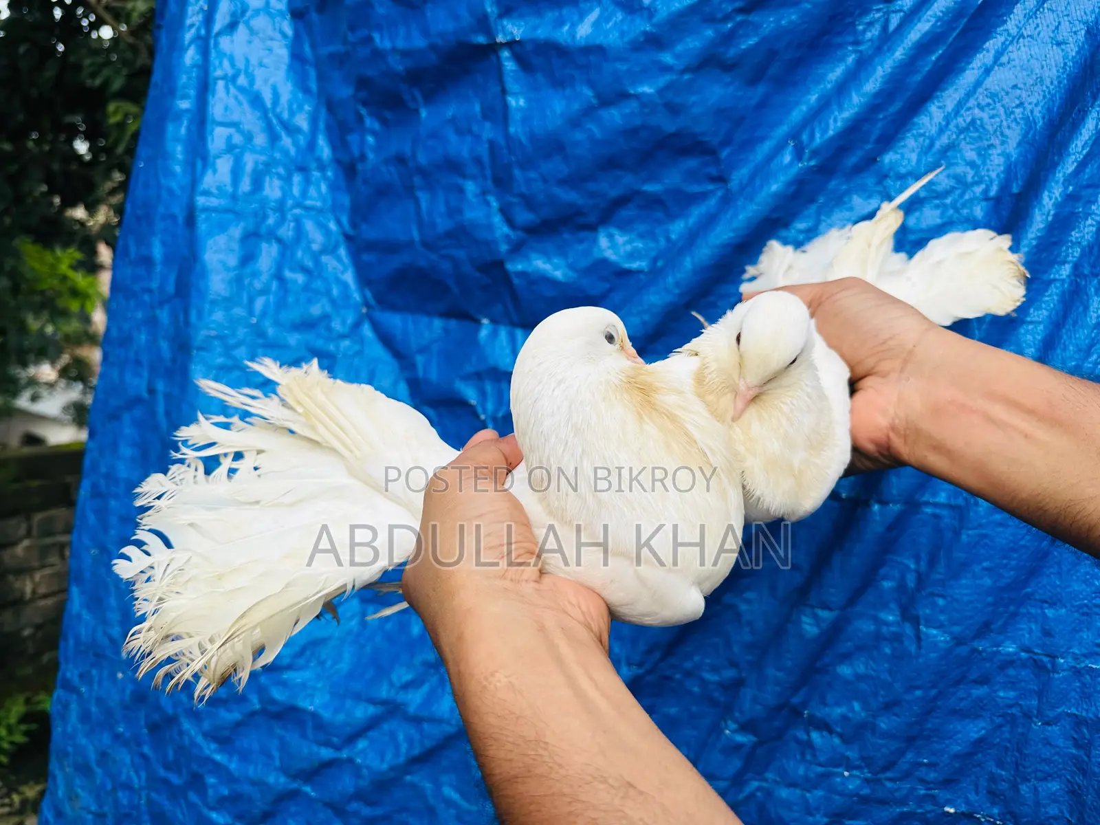 এক জোড়া লক্ষ্যা (স্প্রিং) বিগ সাইজ