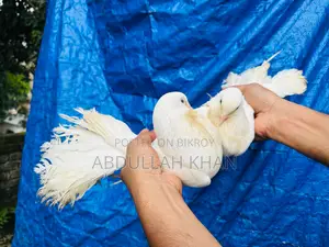 এক জোড়া লক্ষ্যা (স্প্রিং) বিগ সাইজ
