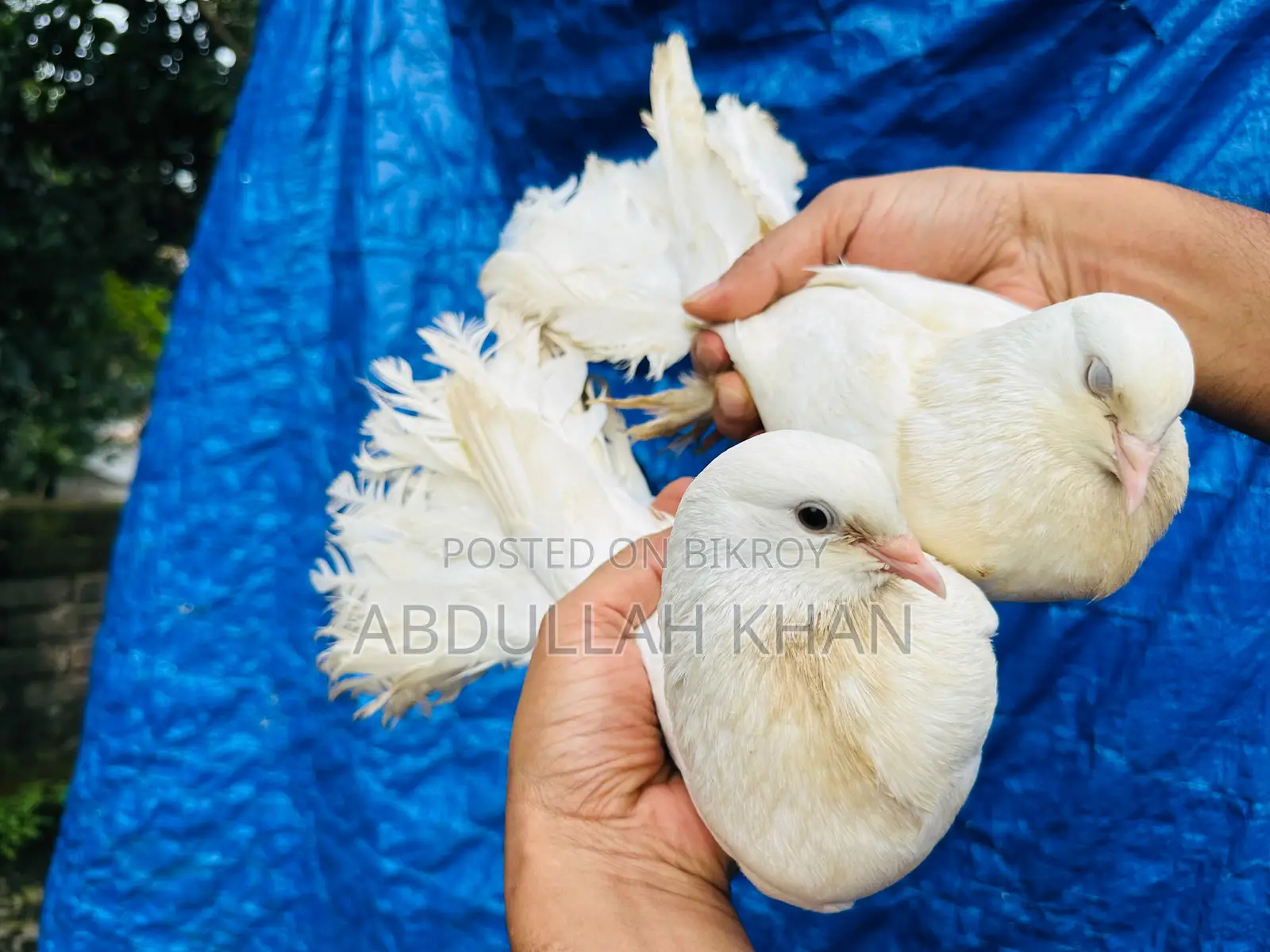 এক জোড়া লক্ষ্যা (স্প্রিং) বিগ সাইজ
