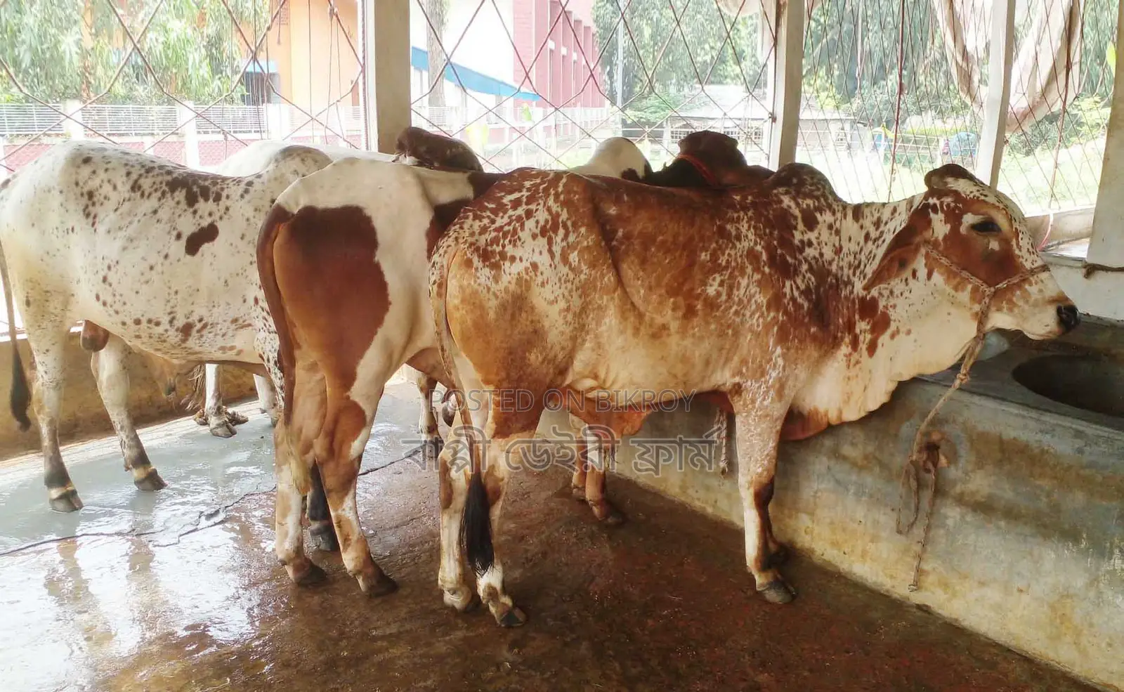 3 Improved Breed Bull Calves No. 1514.