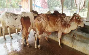 3 Improved Breed Bull Calves No. 1514.