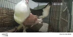 এক জোড়া লাল কালো সিরাজি