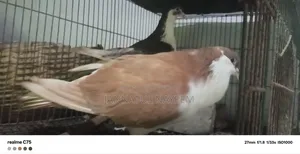 এক জোড়া লাল কালো সিরাজি