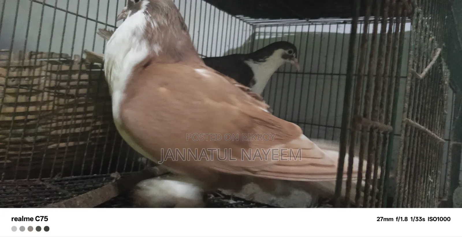 এক জোড়া লাল কালো সিরাজি
